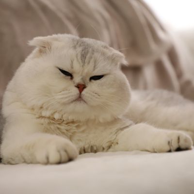 Sibelle,papyrus & les Trésors