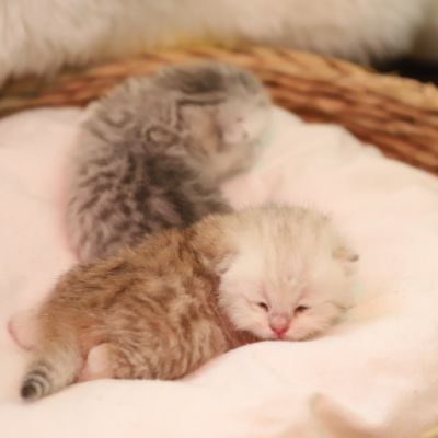 Sibelle,papyrus & les Trésors