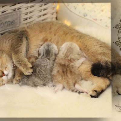 Sibelle,papyrus & les Trésors