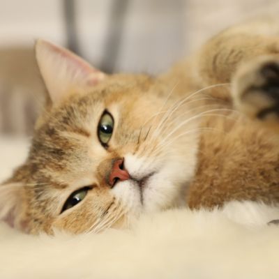 Sibelle,papyrus & les Trésors