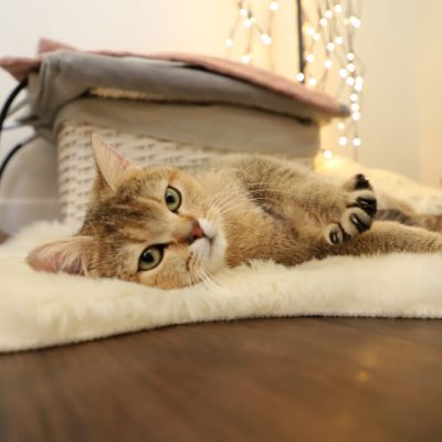 Sibelle,papyrus & les Trésors