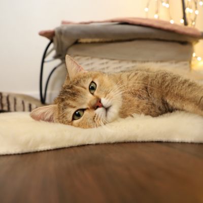 Sibelle,papyrus & les Trésors