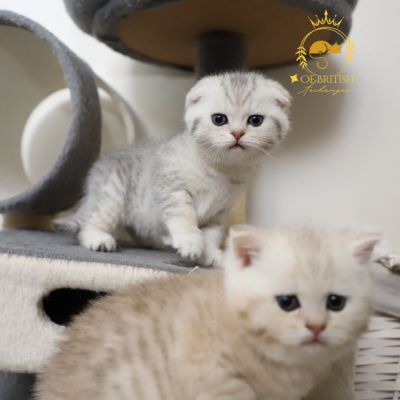 Sibelle,papyrus & les Trésors