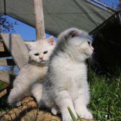 Sibelle,papyrus & les Trésors