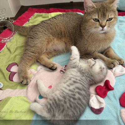 Sibelle,papyrus & les Trésors