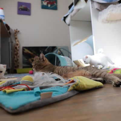 Vivaldi & Vadyss Of british Archanges