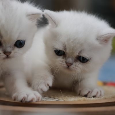 Vivaldi & Vadyss Of british Archanges