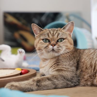 Vivaldi & Vadyss Of british Archanges