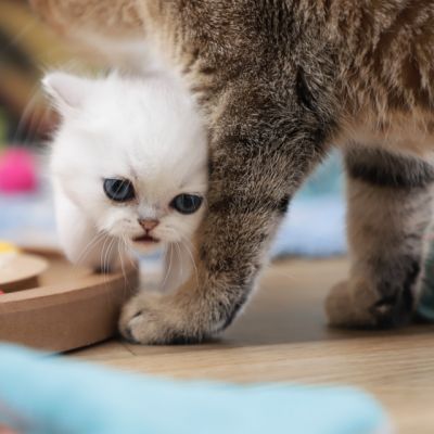 Vivaldi & Vadyss Of british Archanges