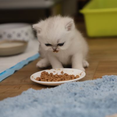 Vivaldi & Vadyss Of british Archanges