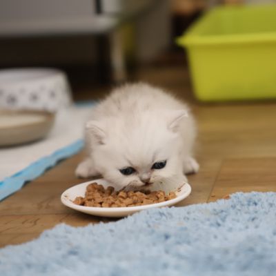 Vivaldi & Vadyss Of british Archanges