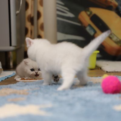 Vivaldi & Vadyss Of british Archanges