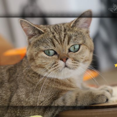 Vivaldi & Vadyss Of british Archanges