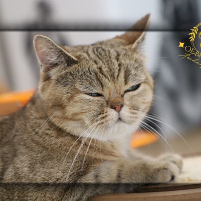 Vivaldi & Vadyss Of british Archanges