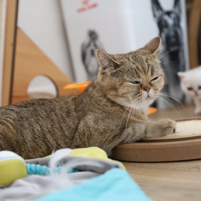 Vivaldi & Vadyss Of british Archanges