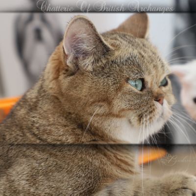 Vivaldi & Vadyss Of british Archanges