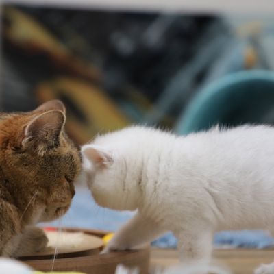 Vivaldi & Vadyss Of british Archanges