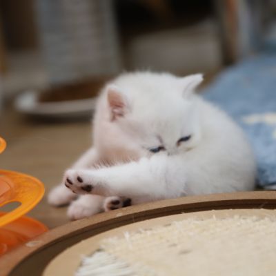 Vivaldi & Vadyss Of british Archanges