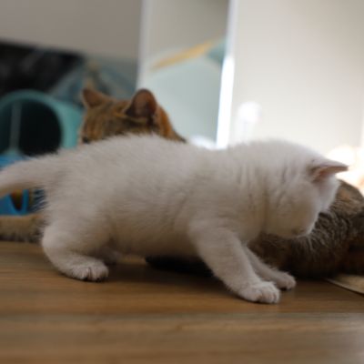 Vivaldi & Vadyss Of british Archanges