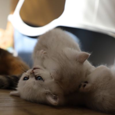 Vivaldi & Vadyss Of british Archanges