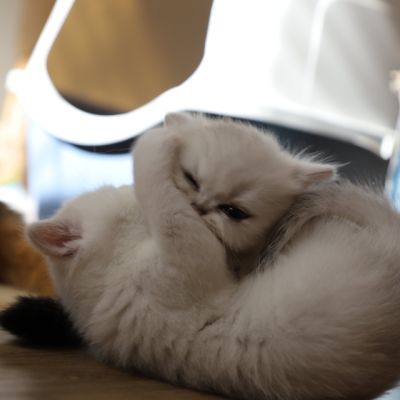 Vivaldi & Vadyss Of british Archanges