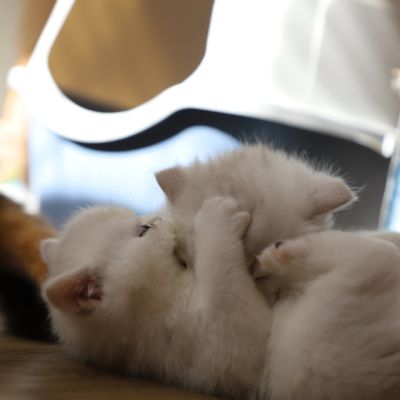 Vivaldi & Vadyss Of british Archanges