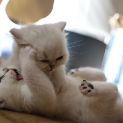 Vivaldi & Vadyss Of british Archanges