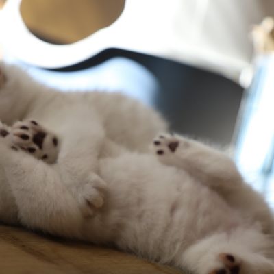 Vivaldi & Vadyss Of british Archanges