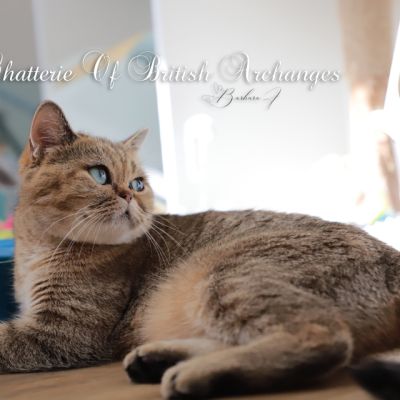 Vivaldi & Vadyss Of british Archanges