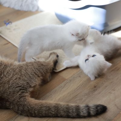 Vivaldi & Vadyss Of british Archanges