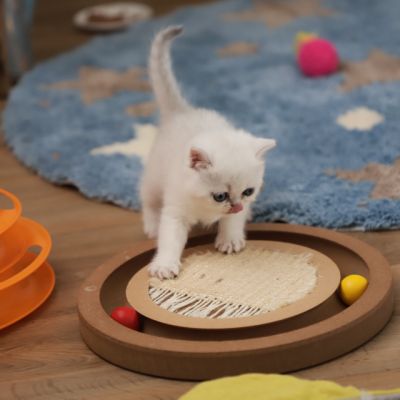 Vivaldi & Vadyss Of british Archanges