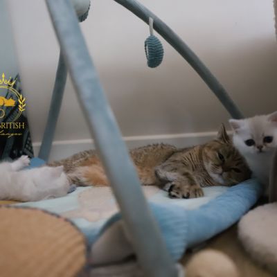 Vivaldi & Vadyss Of british Archanges