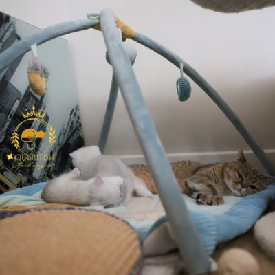 Vivaldi & Vadyss Of british Archanges