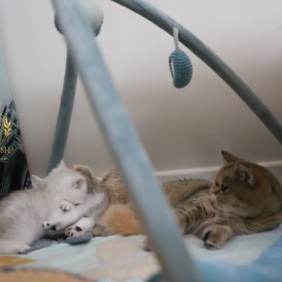 Vivaldi & Vadyss Of british Archanges