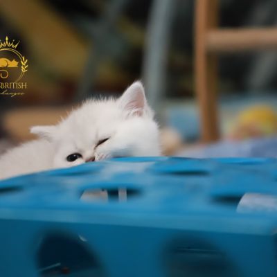 Vivaldi & Vadyss Of british Archanges