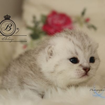 Pep's of British Archanges