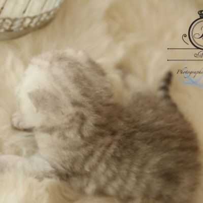 Pep's of British Archanges