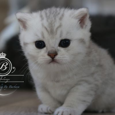 Pep's of British Archanges