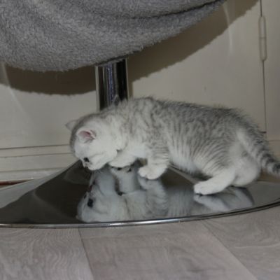 Pep's of British Archanges