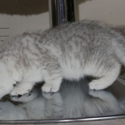 Pep's of British Archanges