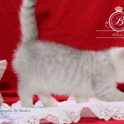 Pep's of British Archanges