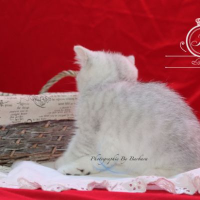 Pep's of British Archanges