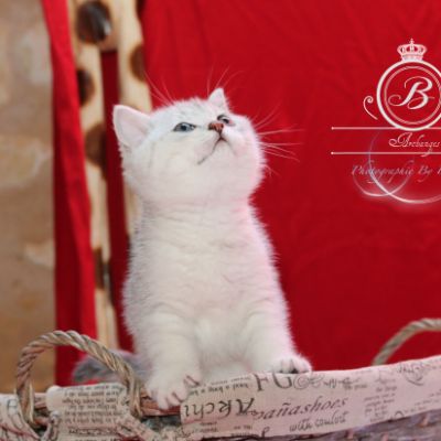 Pep's of British Archanges