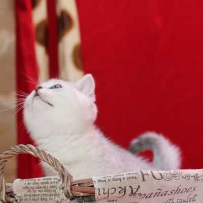 Pep's of British Archanges