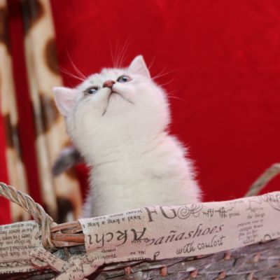 Pep's of British Archanges