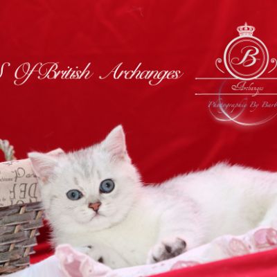 Pep's of British Archanges