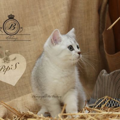 Pep's of British Archanges