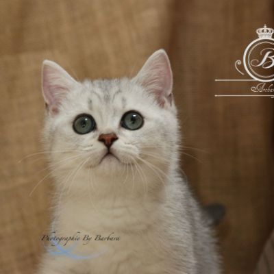 Pep's of British Archanges