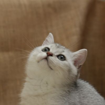 Pep's of British Archanges