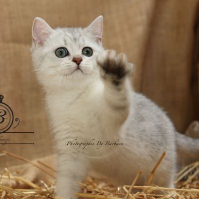 Pep's of British Archanges